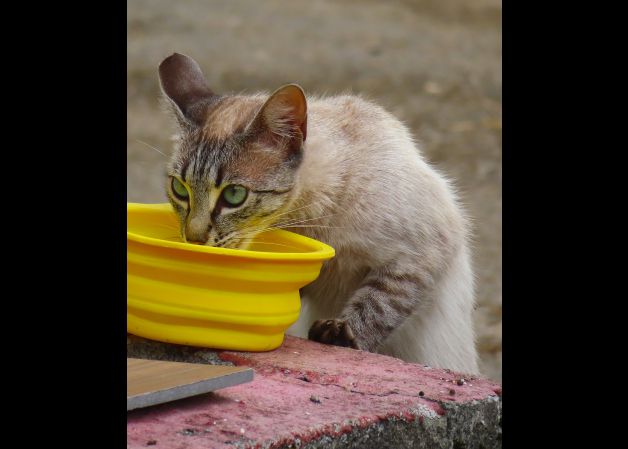 Mirada agradecida