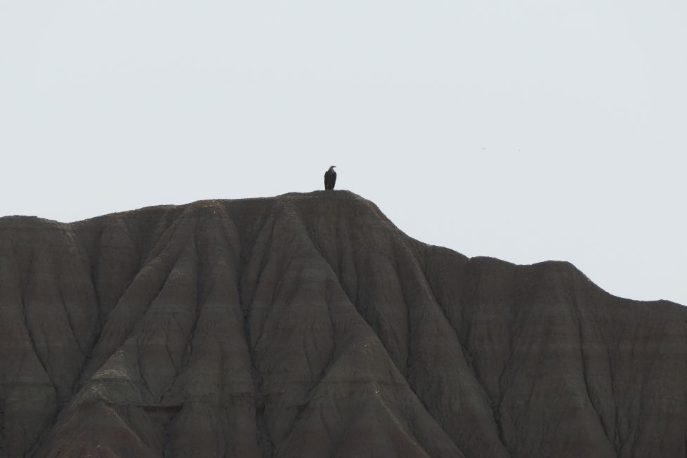 Mirador