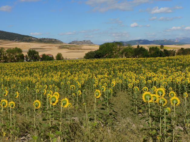La montaña tras los campos.