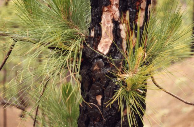 NACIDOS DEL FUEGO