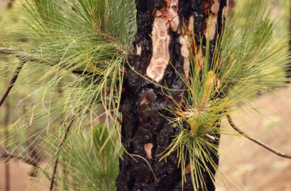 NACIDOS DEL FUEGO