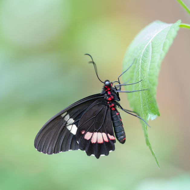 Negrita