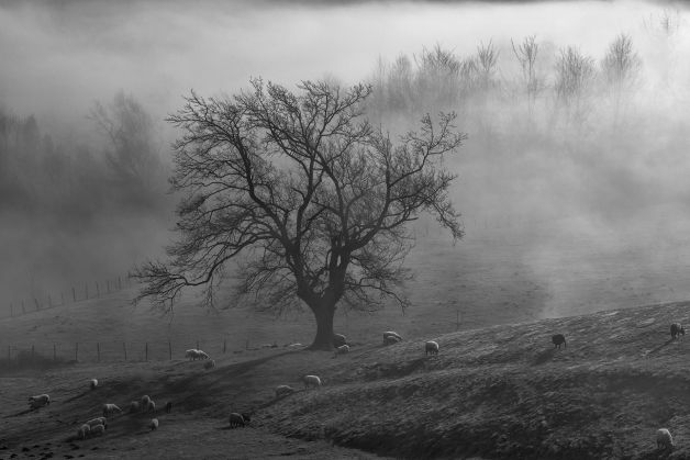 Niebla