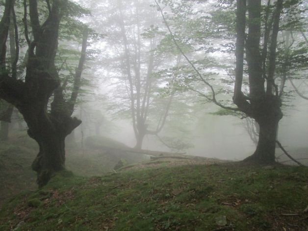 Niebla en el camino.