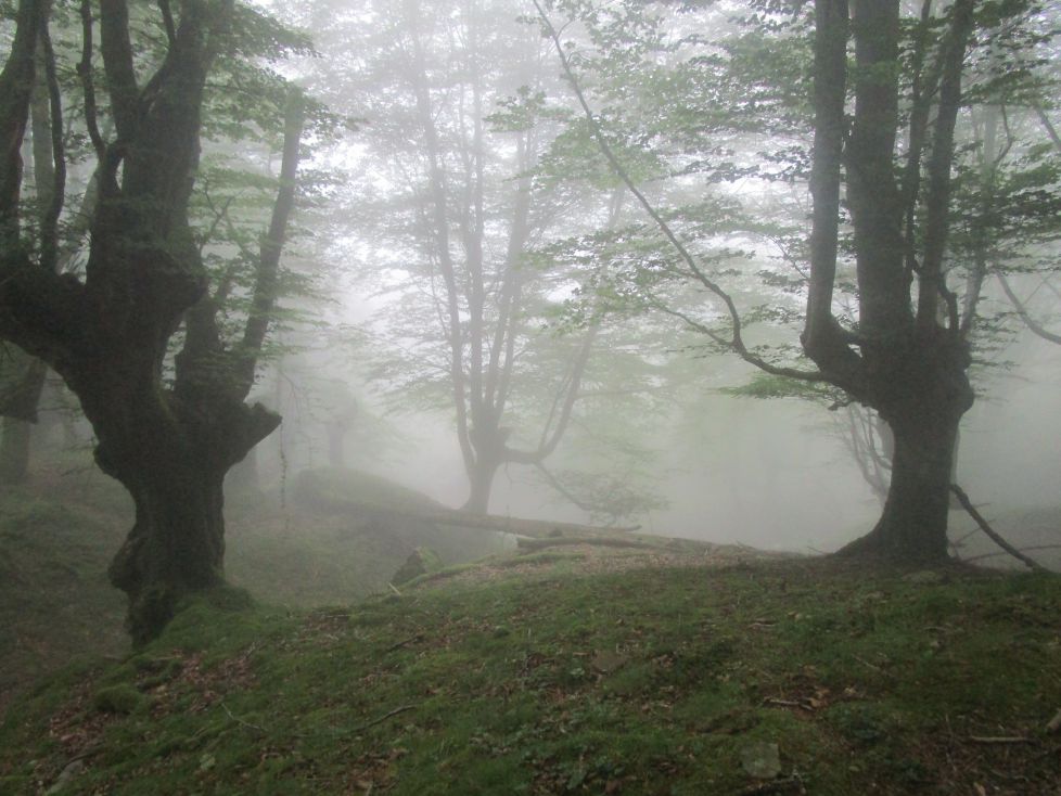 Niebla en el camino.