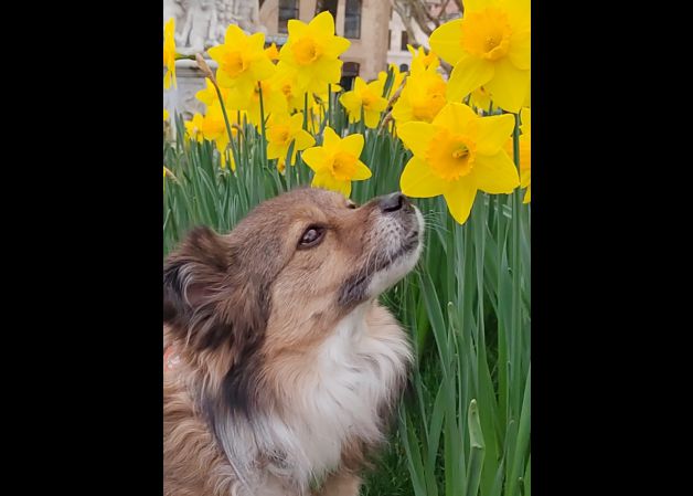 Oliendo los narcisos