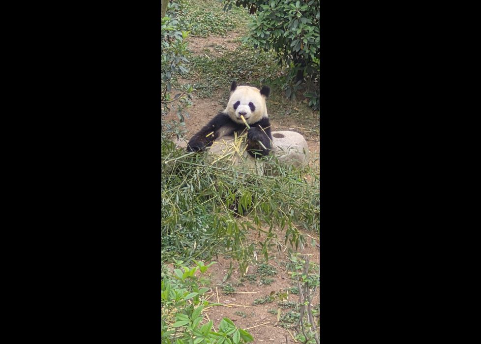 Oso Panda
