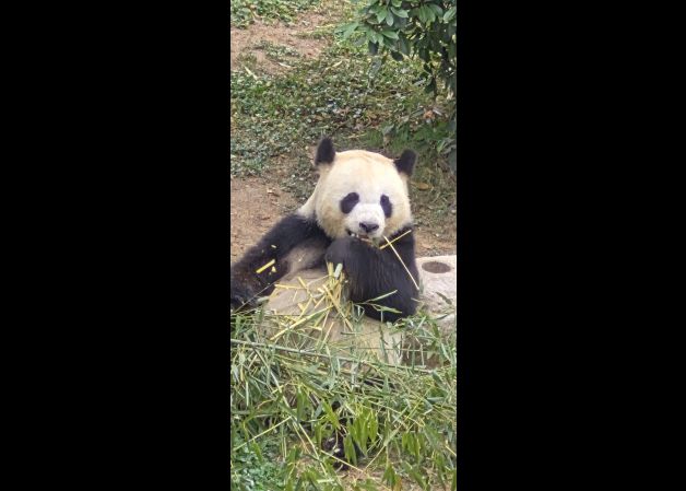 Oso Panda comiendo bambú. 
