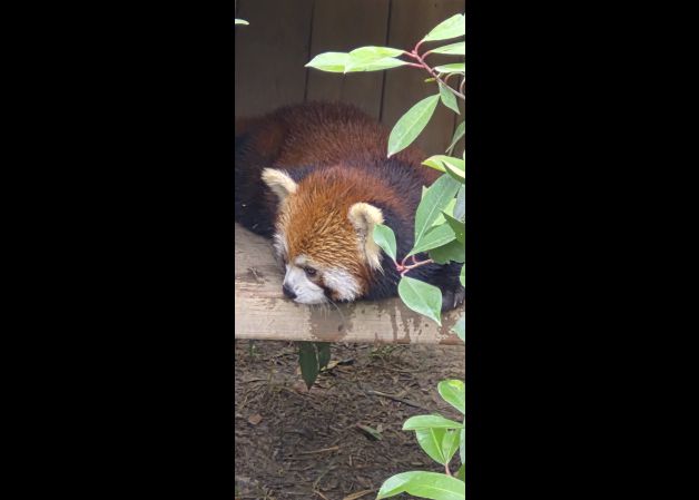 Oso Panda Rojo
