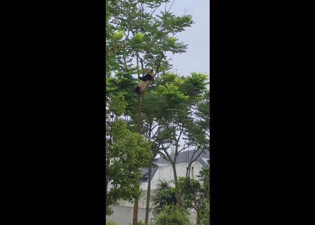 Oso Panda subido a un árbol 