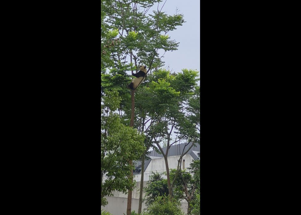 Oso Panda subido a un árbol 