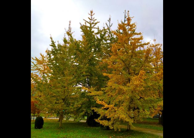 OTOÑO