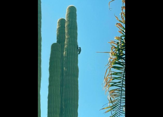 "El Pájaro Loco"