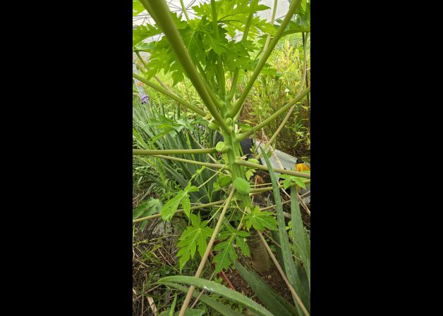 Papaya vasca