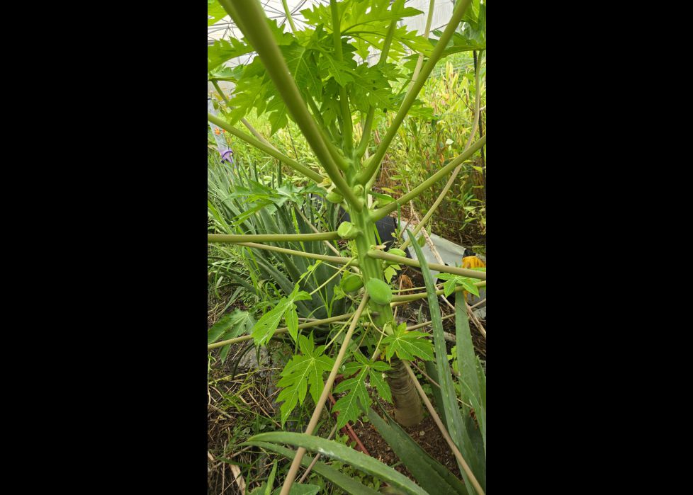 Papaya vasca