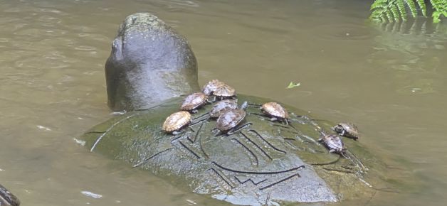 Parque de las tortugas