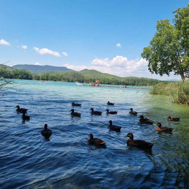 Patos al agua