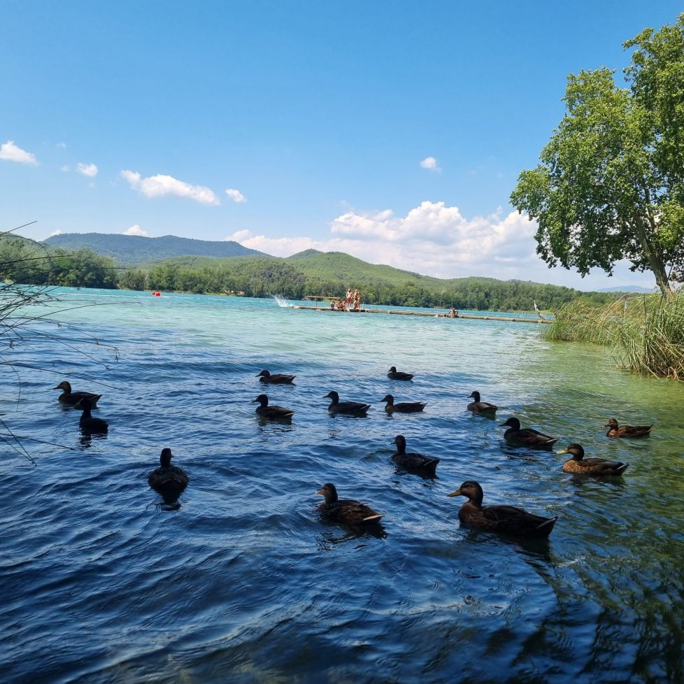 Patos al agua 
