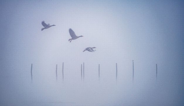 Patos en la niebla