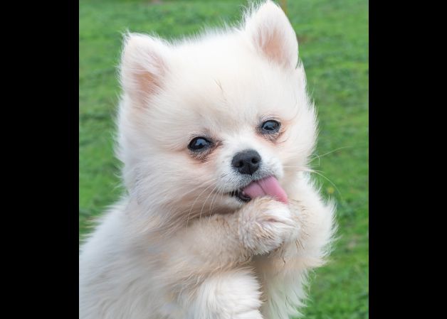 Peluche