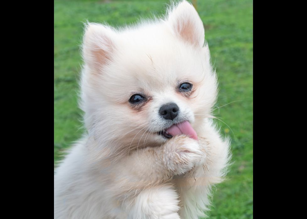 Peluche
