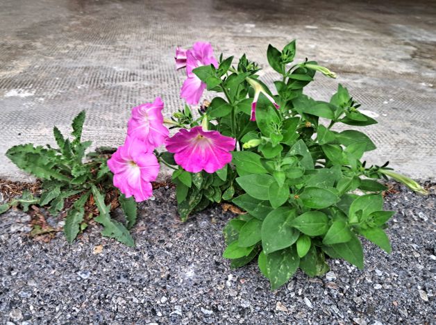 Petunia luchadora