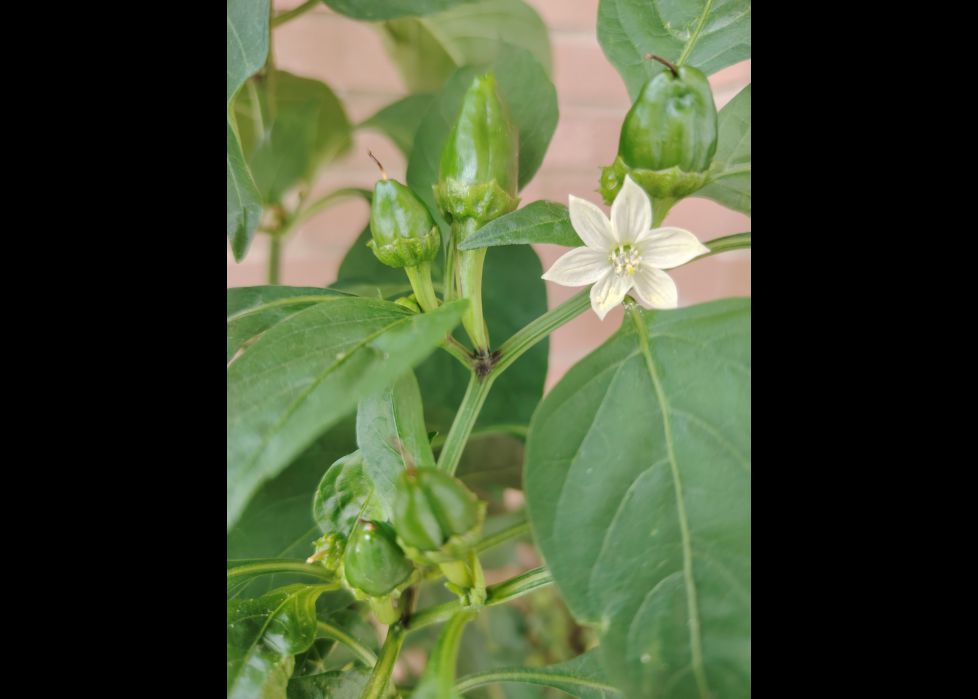 PIMIENTOS 