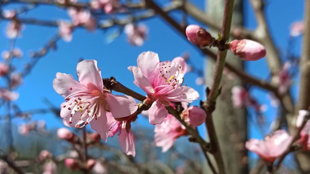 Primavera!!