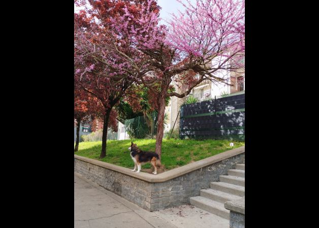 Primavera 