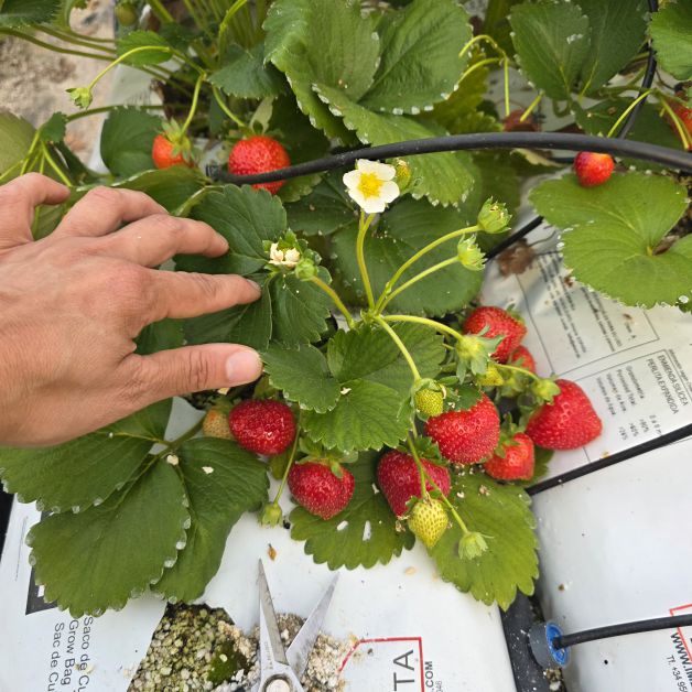 Recogida de fresa