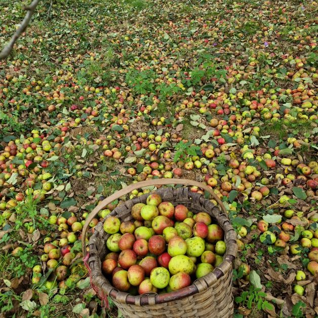 Recogida de manzana