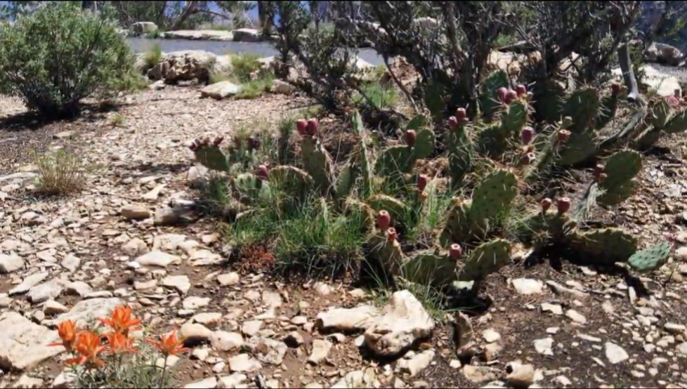 "Resiliencia en el Gran Cañón"