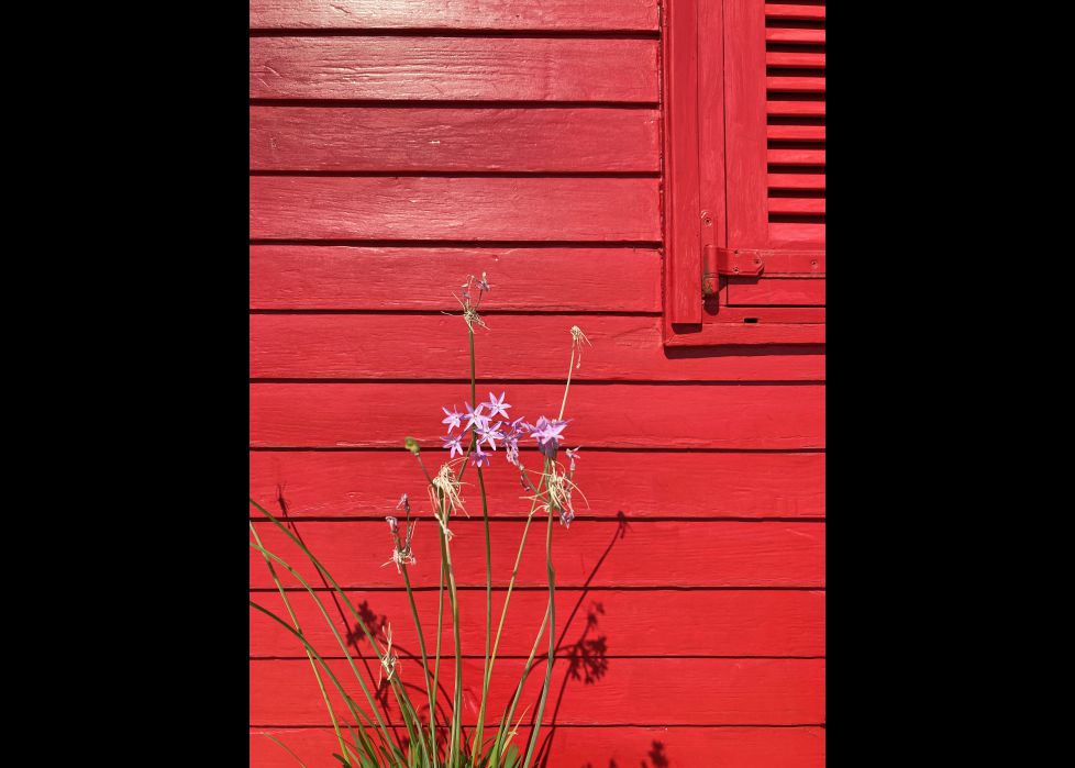 rojo marinero