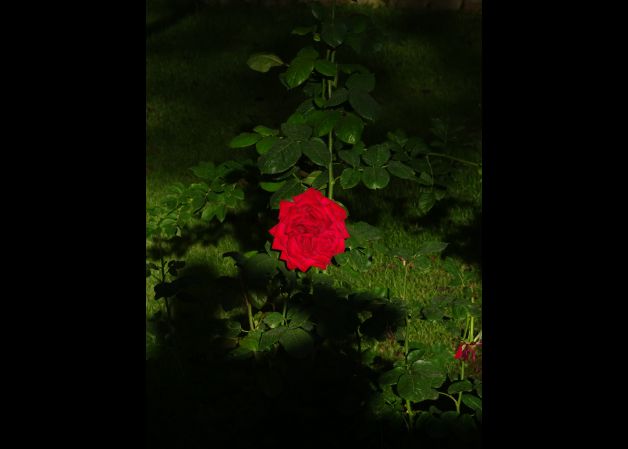 rosa