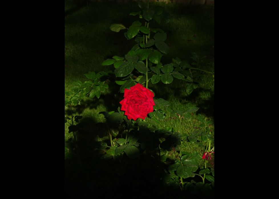 rosa