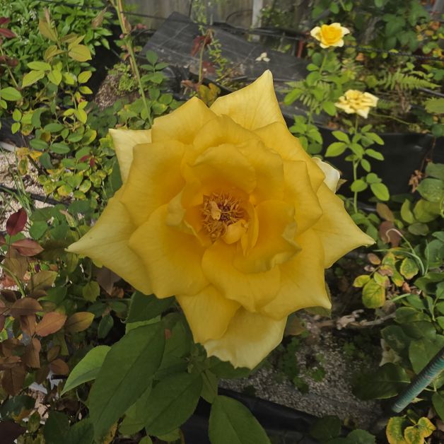 Rosa km0