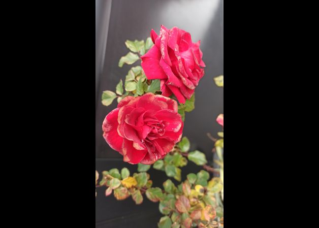 Rosas rojas!!