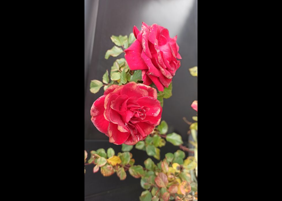 Rosas rojas!!
