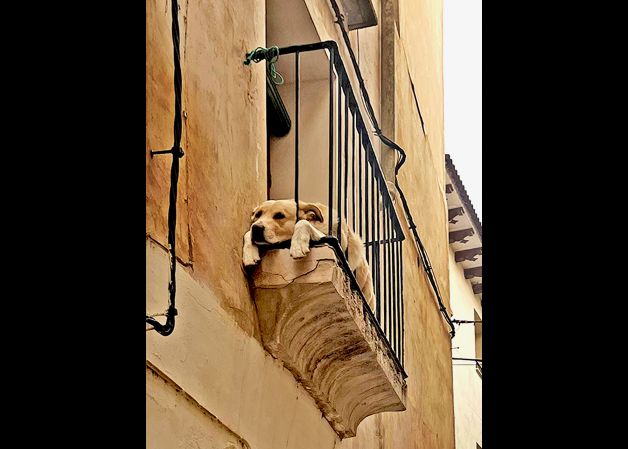 Siesta