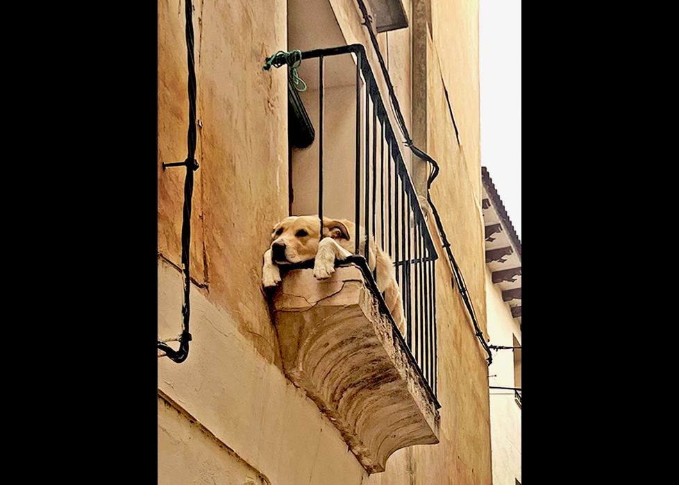Siesta