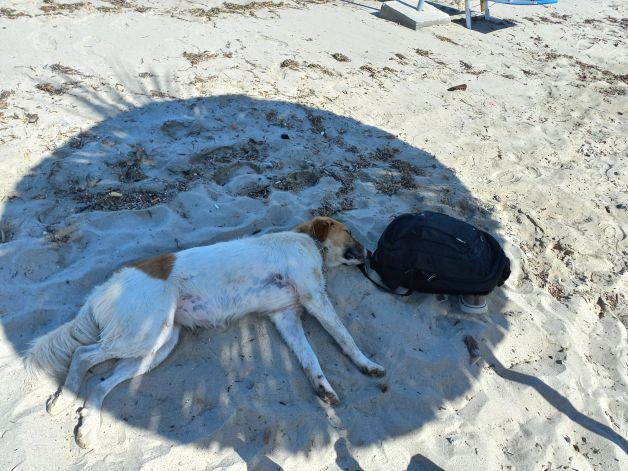 Siesta en la sombra