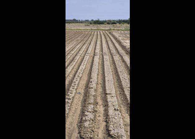Surcos paralelos