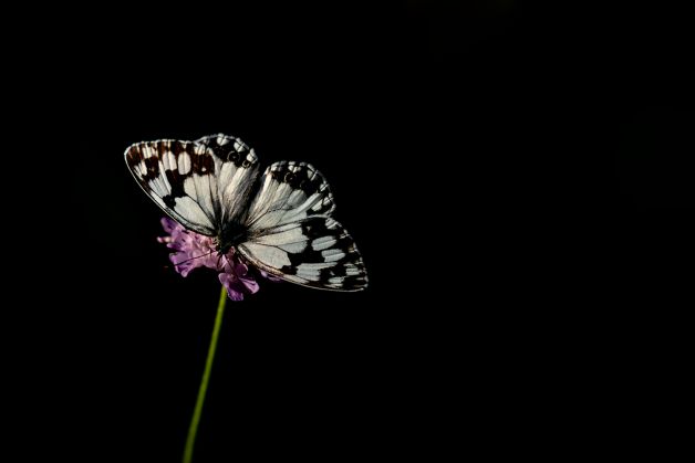 Tiempo de Mariposas