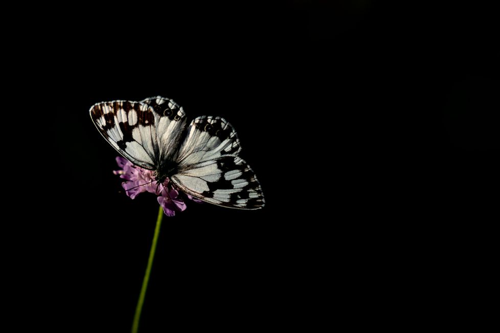 Tiempo de Mariposas
