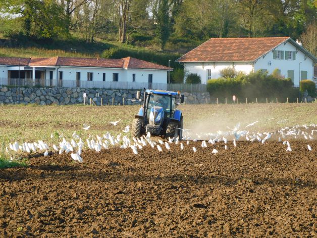 El tractor aturdido.