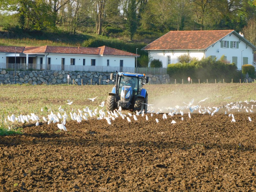 El tractor aturdido.