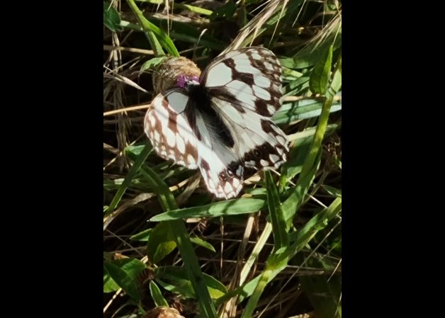 Una mariposa