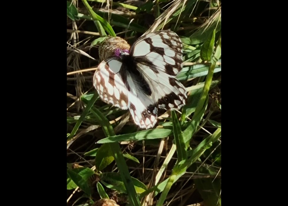 Una mariposa