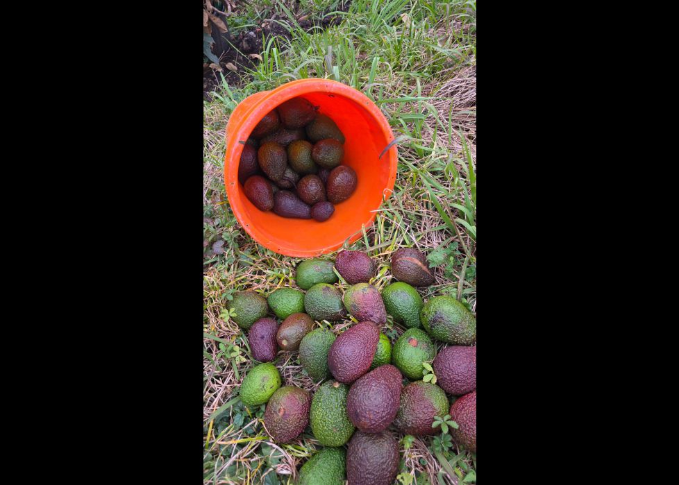 Vaya guacamole...