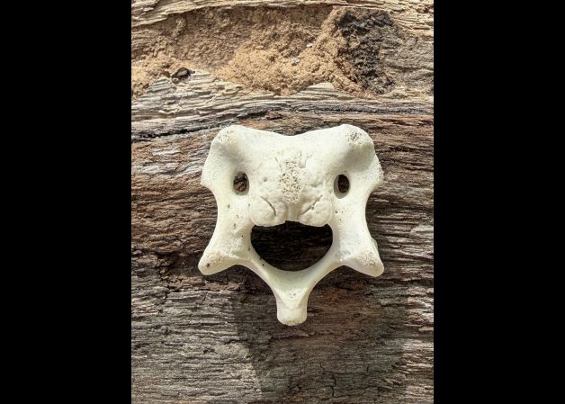 vertebra feliz